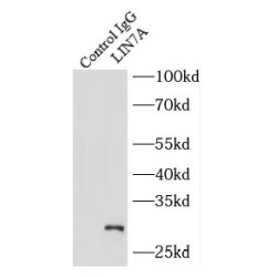 Protein Lin-7 Homolog A (LIN7A) Antibody