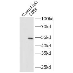 Lipase H (LIPH) Antibody