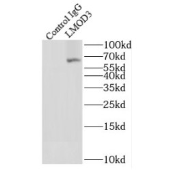 Leiomodin 3 (LMOD3) Antibody