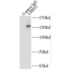 Latrophilin 3 / LPHN3 (ADGRL3) Antibody