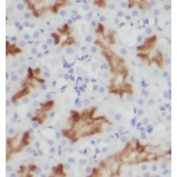 LRP2-Specific Antibody