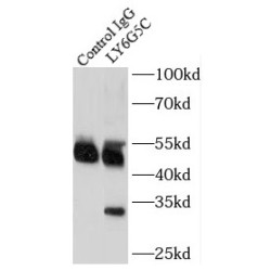 Lymphocyte Antigen 6 Complex Locus G5C (LY6G5C) Antibody