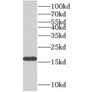 WB analysis of K-562 cells, using MAGOH antibody (1/1000 dilution).