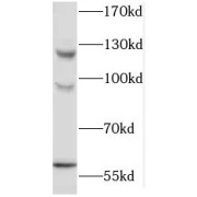 WB analysis of mouse ovary tissue, using MAP4K5 antibody (1/1000 dilution).