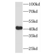 WB analysis of human heart tissue, using MAPK11 antibody (1/500 dilution).