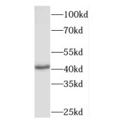 WB analysis of human heart tissue, using MAPK12 antibody (1/500 dilution).