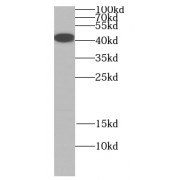 WB analysis of HepG2 cells, using MAPK13 antibody (1/1000 dilution).