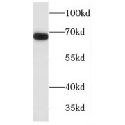 WB analysis of mouse kidney tissue, using MAPKAP1 antibody (1/500 dilution).