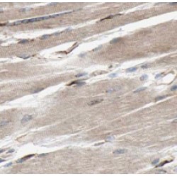 MITOL Antibody