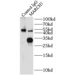 MITOL Antibody