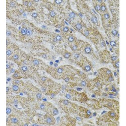 MARVEL Domain Containing 2 (MARVELD2) Antibody