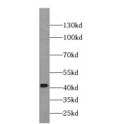WB analysis of HEK-293 cells, using MAS1L-Specific antibody (1/500 dilution).