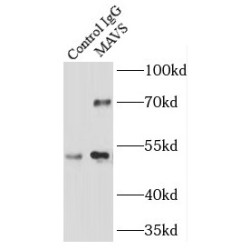 MAVS; VISA Antibody