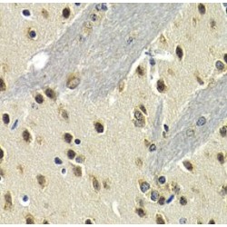 Protein Max (MAX) Antibody