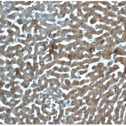 Mannose-Binding Protein C (MBL2) Antibody