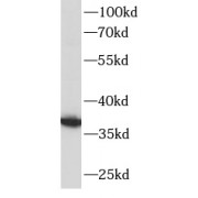 WB analysis of HeLa cells, using MCL1 antibody (1/1000 dilution).