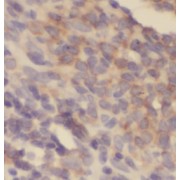 abx235054