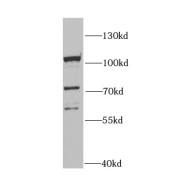 WB analysis of HeLa cells, using MCM4 antibody (1/1000 dilution).