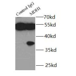 Malate Dehydrogenase 1 (MDH1) Antibody