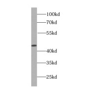 WB analysis of RAW264.7 cells, using MAP2K4 antibody (1/600 dilution).