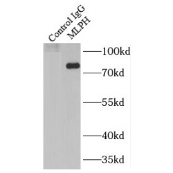 Melanophilin (MLPH) Antibody