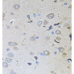 Protein MEMO1 (MEMO1) Antibody