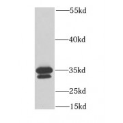 WB analysis of mouse heart tissue, using MEMO1 antibody (1/1000 dilution).
