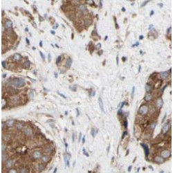 Mesoderm-Specific Transcript Homolog Protein (MEST) Antibody