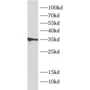 WB analysis of PC-3 cells, using MEST antibody (1/1000 dilution).