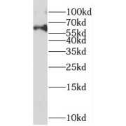 WB analysis of HEK-293 cells, using METT10D antibody (1/500 dilution).