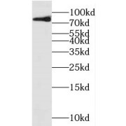 WB analysis of HEK-293 cells, using MFI2 antibody (1/100 dilution).