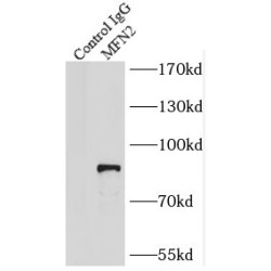 Mitofusin-2 (MFN2) Antibody