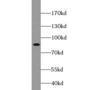 WB analysis of mouse testis tissue, using MFN2 antibody (1/500 dilution).