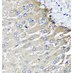 Mannosyl (Alpha-1,3-)-Glycoprotein Beta-1,2-N-Acetylglucosaminyltransferase (MGAT1) Antibody