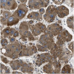 Monoglyceride Lipase (MGLL) Antibody