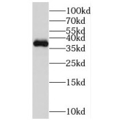WB analysis of Jurkat cells, using MGME1 antibody (1/1000 dilution).