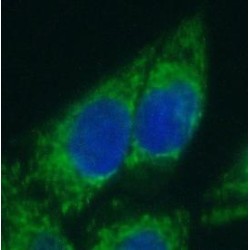 Microtubule Associated Monooxygenase, Calponin And LIM Domain Containing 1 (MICAL1) Antibody