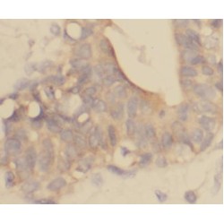 MIG6; ERRFI1 Antibody