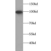 WB analysis of pig kidney tissue, using MME, CD10 antibody (1/1000 dilution).