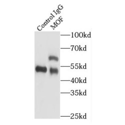 Males-Absent On The First Protein (MOF) Antibody