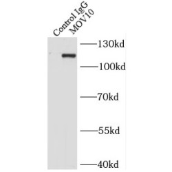 Mov10 RISC Complex RNA Helicase (MOV10) Antibody