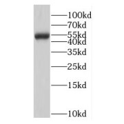 WB analysis of SMMC-7721 cells, using MPND antibody (1/1000 dilution).