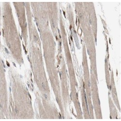 Muscle RAS Oncogene Homolog (MRAS) Antibody