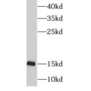 WB analysis of K-562 cells, using MRPS12 antibody (1/500 dilution).