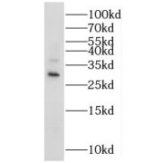 WB analysis of HeLa cells, using MRPS18B antibody (1/500 dilution).
