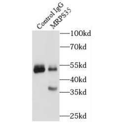 Mitochondrial Ribosomal Protein S35 (MRPS35) Antibody