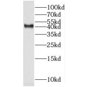 WB analysis of HeLa cells, using MRPS5 antibody (1/600 dilution).