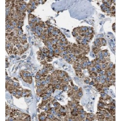 Membrane Spanning 4-Domains A12 (MS4A12) Antibody