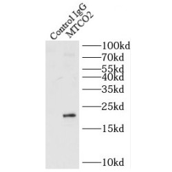 Cytochrome C Oxidase Subunit 2 / COX2 (MT-CO2) Antibody
