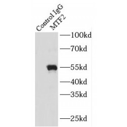 Metal Response Element Binding Transcription Factor 2 (MTF2) Antibody